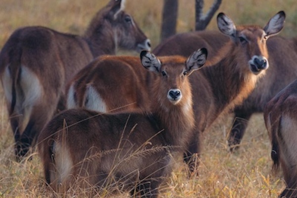 Elands lake Mburo